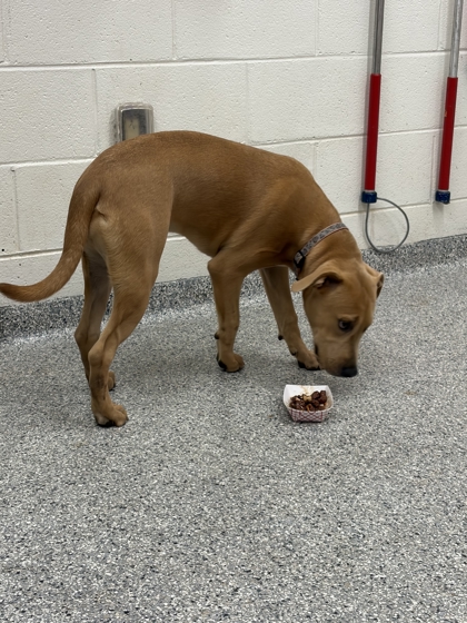 Shelter Stray Female Dog last seen Near Gardenside Ln, Knox County ASO, TN, 3201 Division St, Knoxville, TN 37919, USA