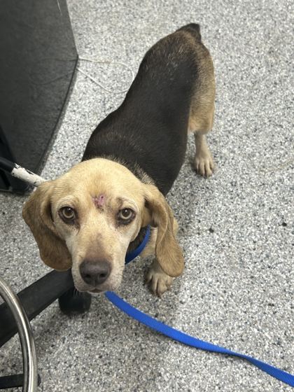 Shelter Stray Female Dog last seen Near River Dr, City of Knoxville ASO, TN, 3201 Division St, Knoxville, TN 37919, USA