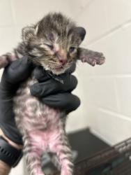 Shelter Stray Unknown Cat last seen Near Piney Grove Church Road, City of Knoxville ASO, TN, 3201 Division St, Knoxville, TN 37919, USA