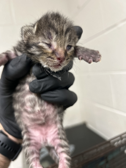 Shelter Stray Unknown Cat last seen Near Piney Grove Church Road, City of Knoxville ASO, TN, 3201 Division St, Knoxville, TN 37919, USA