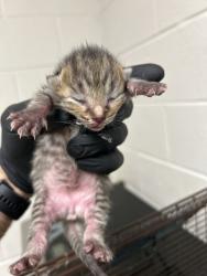 Shelter Stray Unknown Cat last seen Near Piney Grove Church Road, City of Knoxville ASO, TN, 3201 Division St, Knoxville, TN 37919, USA