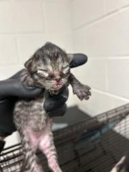 Shelter Stray Unknown Cat last seen Near Piney Grove Church Road, City of Knoxville ASO, TN, 3201 Division St, Knoxville, TN 37919, USA