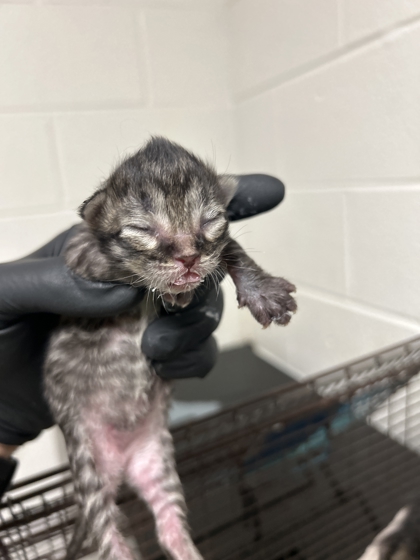 Shelter Stray Unknown Cat last seen Near Piney Grove Church Road, City of Knoxville ASO, TN, 3201 Division St, Knoxville, TN 37919, USA