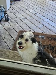 Found/Stray Unknown Dog last seen West clayton elementary, Clayton, NC 27520