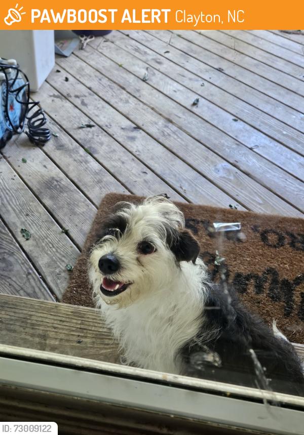 Found/Stray Unknown Dog last seen West clayton elementary, Clayton, NC 27520