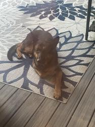 Reunited Unknown Dog last seen 113th ne and 36 th Ave, Vancouver, WA 98686