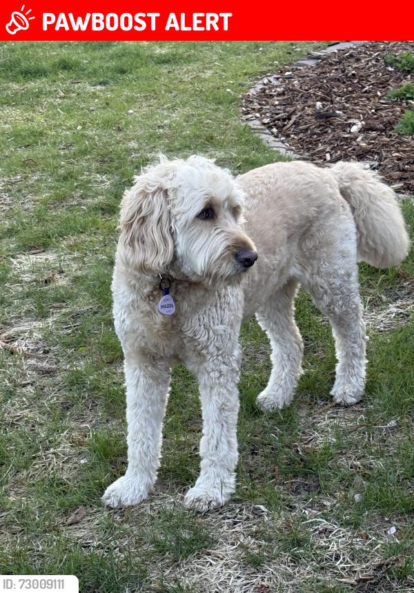 Lost Female Dog last seen Walsh Lane and Stratford Lane, Mendota Heights, MN 55118