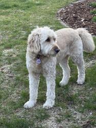 Lost Female Dog last seen Walsh Lane and Stratford Lane, Mendota Heights, MN 55118