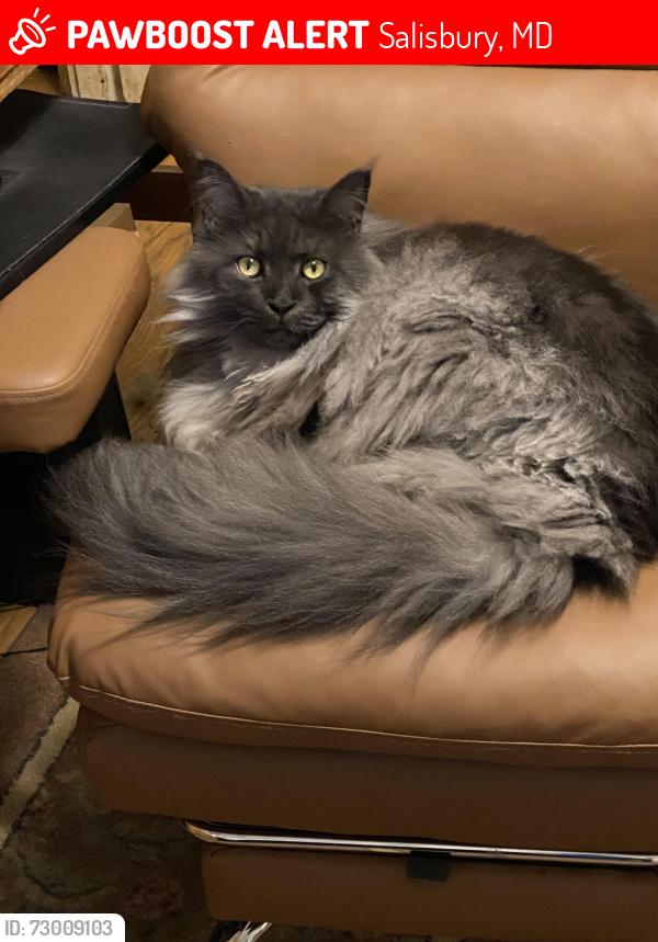 Lost Male Cat last seen Newton St, Salisbury, MD 21801