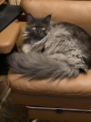 Lost Male Cat last seen Newton St, Salisbury, MD 21801