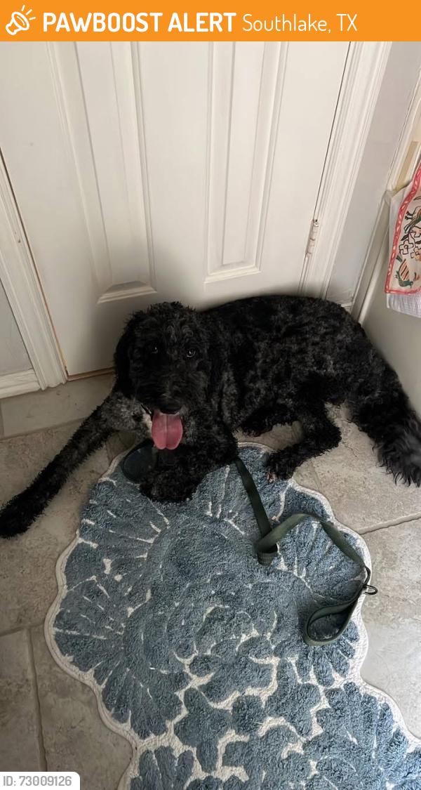 Found/Stray Male Dog last seen Brazos Dr, Southlake, TX 76092