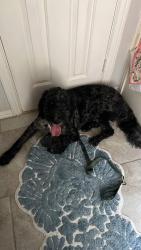 Found/Stray Male Dog last seen Brazos Dr, Southlake, TX 76092