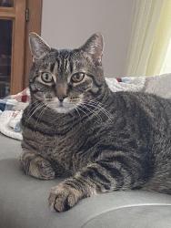 Reunited Male Cat last seen MacDonald rd and Pearson rd, Vernon, BC V1B