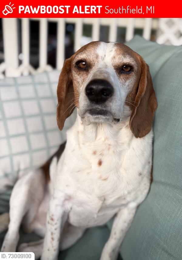 Lost Male Dog last seen 9 mile and Inkster , Southfield, MI 48033