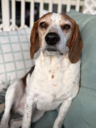 Lost Male Dog last seen 9 mile and Inkster , Southfield, MI 48033
