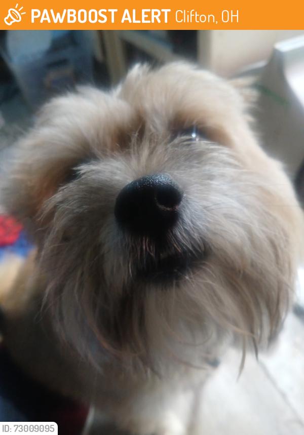 Found/Stray Male Dog last seen Kings Huey Dayton Oh, Clifton, OH 45387