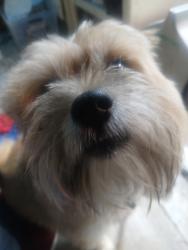 Found/Stray Male Dog last seen Kings Huey Dayton Oh, Clifton, OH 45387