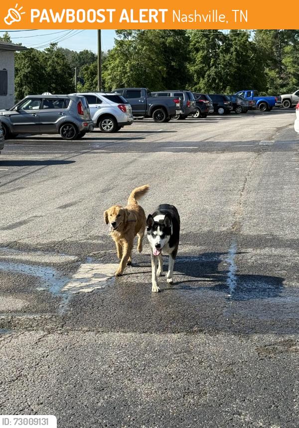 Found/Stray Unknown Dog last seen Due west ave and skyline ridge, Nashville, TN 37115