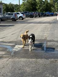 Found/Stray Unknown Dog last seen Due west ave and skyline ridge, Nashville, TN 37115