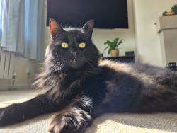 Lost Female Cat last seen Upper belgrave road, East Sussex, England BN25 3AJ