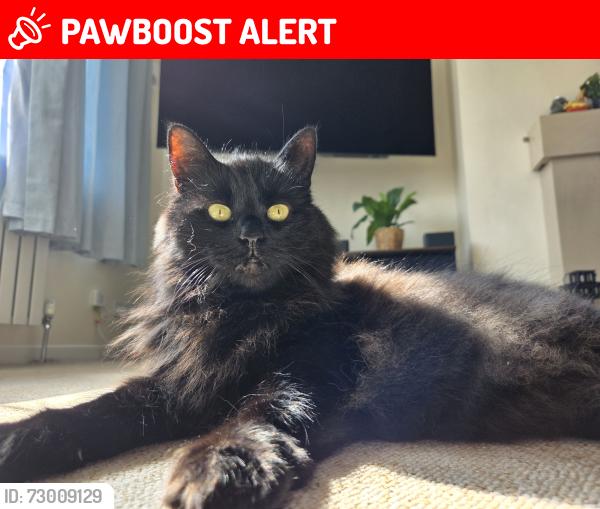 Lost Female Cat last seen Upper belgrave road, East Sussex, England BN25 3AJ