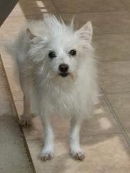 Reunited Male Dog last seen Calvine Road, Sacramento, CA 95829