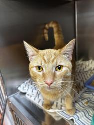 Found/Stray Male Cat last seen Solis at Petrosa apmts, Bend, OR 97701