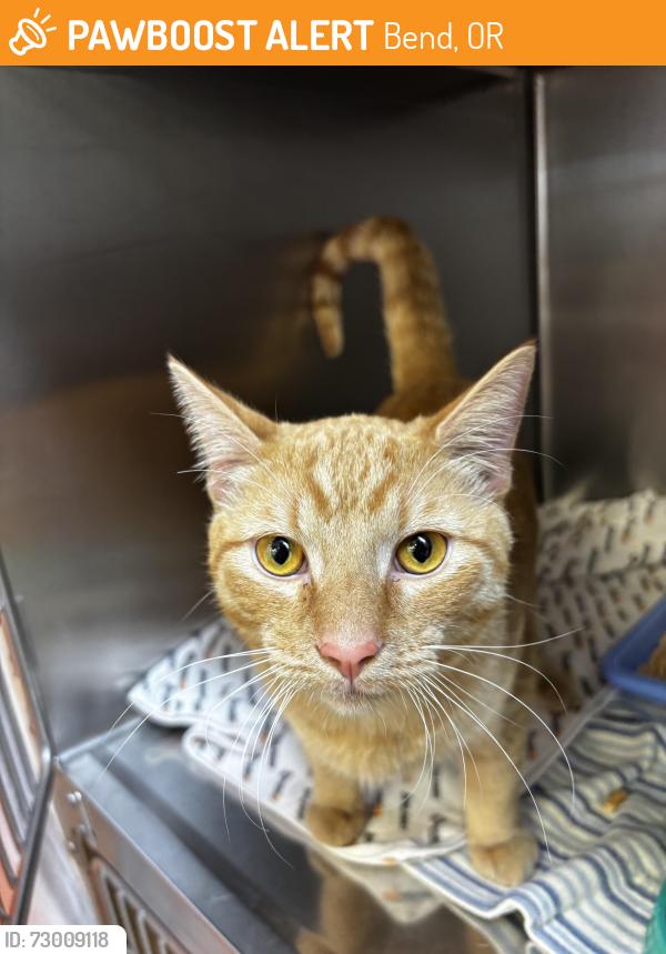 Found/Stray Male Cat last seen Solis at Petrosa apmts, Bend, OR 97701