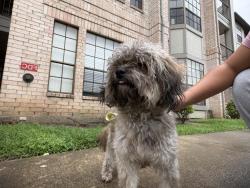 Found/Stray Male Dog last seen josie roberts building, Houston, TX 77030