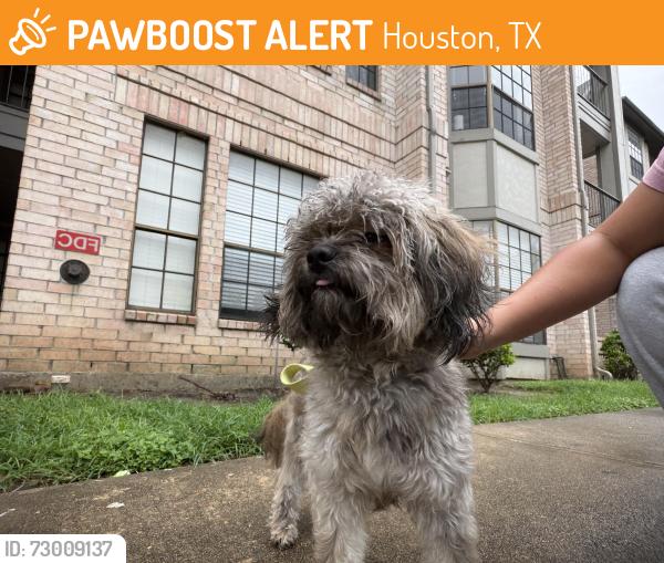 Found/Stray Male Dog last seen josie roberts building, Houston, TX 77030