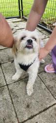 Found/Stray Male Dog last seen Shana Drive, Mobile, AL 36605