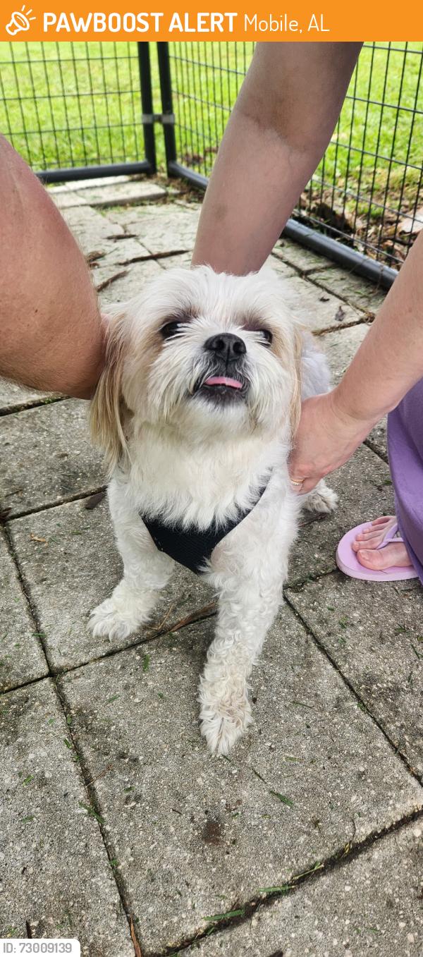 Found/Stray Male Dog last seen Shana Drive, Mobile, AL 36605