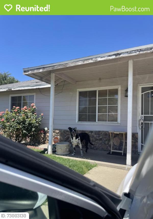 Reunited Male Dog last seen Larry Way near Watt Avenue, North Highlands, CA 95660