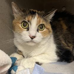 Shelter Stray Female Cat last seen OHS, OR, 1700 W Historic Columbia River Hwy, Troutdale, OR 97060, USA