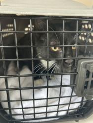 Shelter Stray Male Cat last seen Near Wexford Drive, VIRGINIA BEACH, VA, 23462, 341 S Birdneck Rd, Virginia Beach, VA 23451, USA