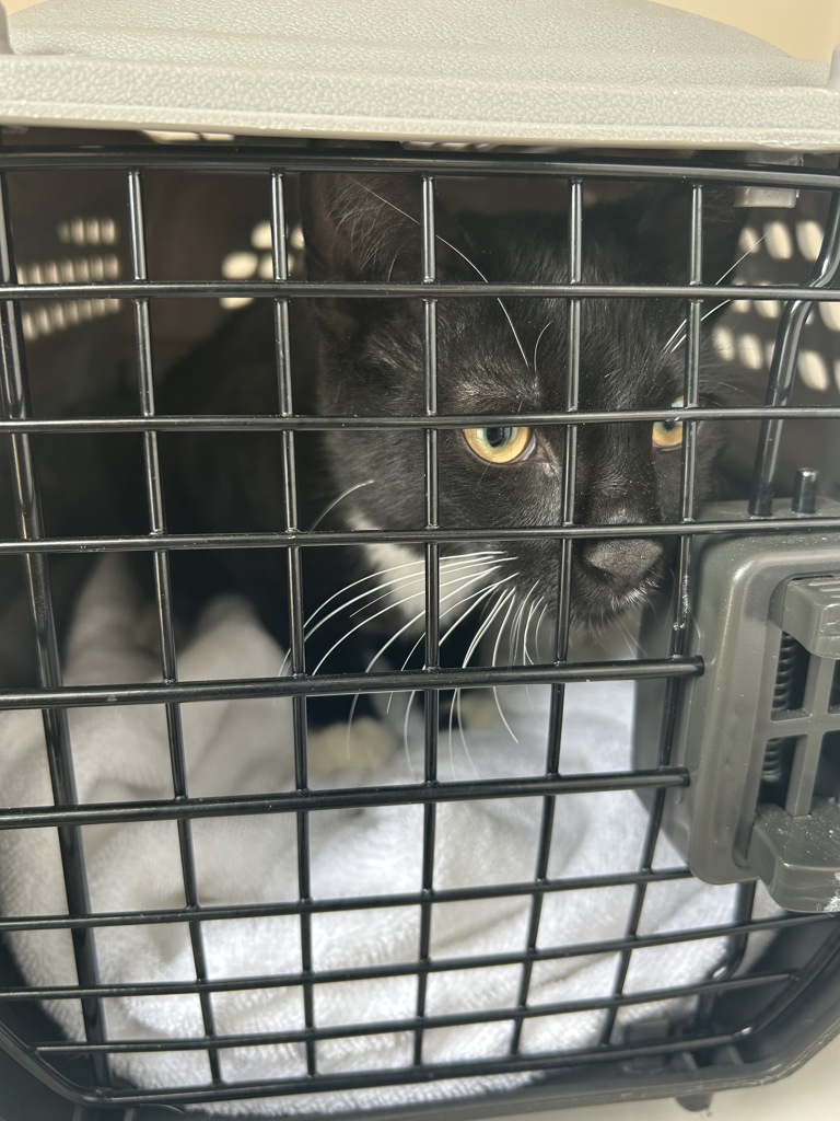 Shelter Stray Male Cat last seen Near Wexford Drive, VIRGINIA BEACH, VA, 23462, 341 S Birdneck Rd, Virginia Beach, VA 23451, USA
