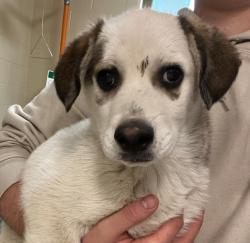 Shelter Stray Male Dog last seen Unknown, Golden, CO, 80401, 580 McIntyre St, Golden, CO 80401, USA