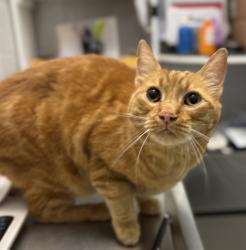 Shelter Stray Male Cat last seen Garrison/ Alameda, Lakewood, CO, 80226, 580 McIntyre St, Golden, CO 80401, USA
