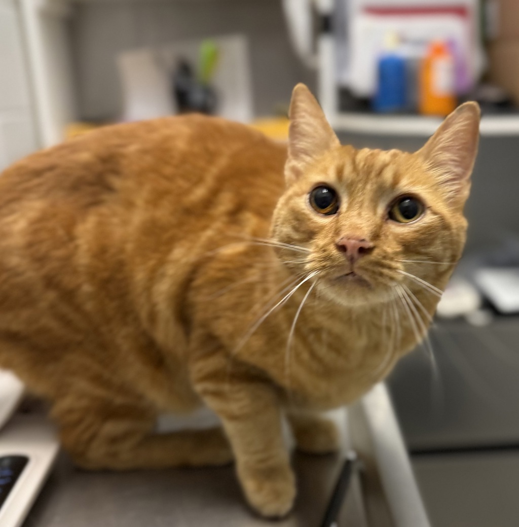 Shelter Stray Male Cat last seen Garrison/ Alameda, Lakewood, CO, 80226, 580 McIntyre St, Golden, CO 80401, USA