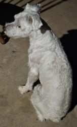 Lost Male Dog last seen LANHAM ST , Midland, TX 79705