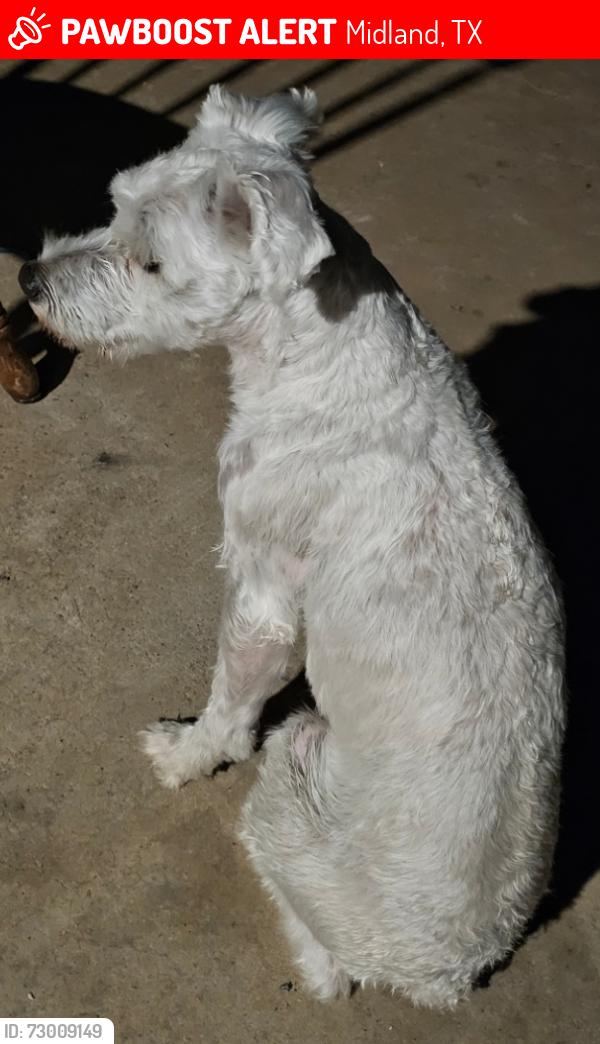 Lost Male Dog last seen LANHAM ST , Midland, TX 79705