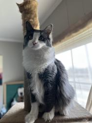 Lost Male Cat last seen Assembly view apmts, Parker, SC 29611