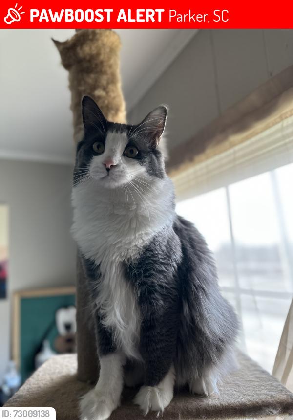 Lost Male Cat last seen Assembly view apmts, Parker, SC 29611
