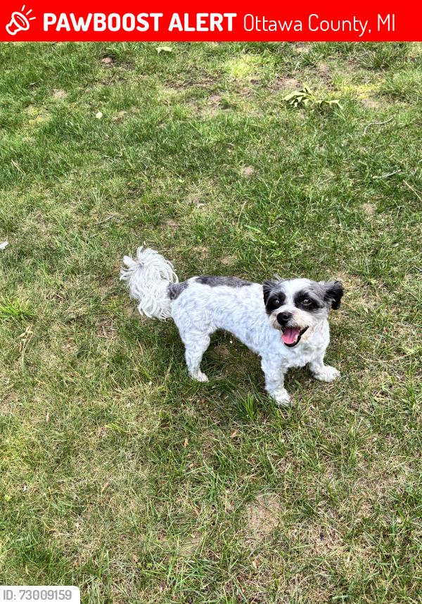 Lost Female Dog last seen Taft and 174th, Ottawa County, MI 49456