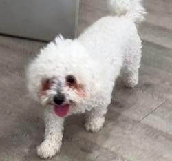 Found/Stray Male Dog last seen Near W Glenwood Ave, Philadelphia, PA 19140, Philadelphia, PA 19140