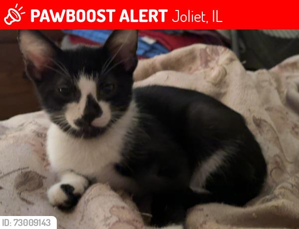 Lost Male Cat last seen Seeser and Marion st, Joliet, IL 60436