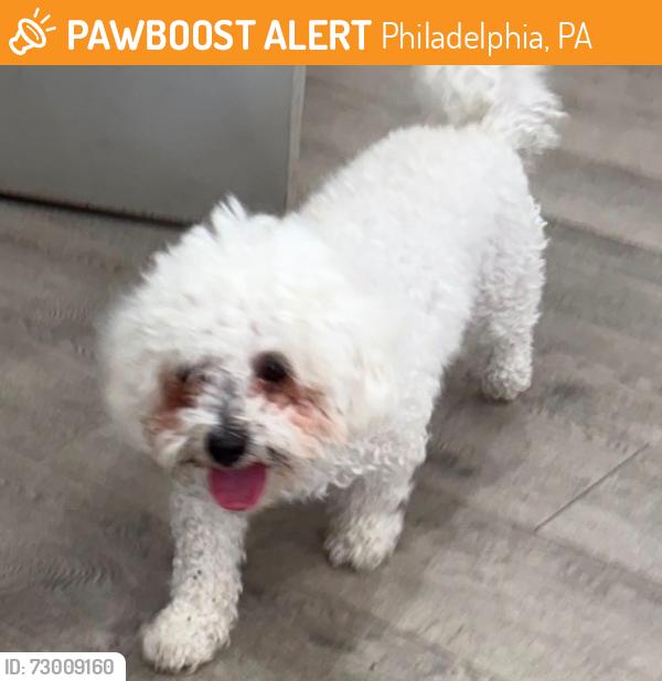 Found/Stray Male Dog last seen Near W Glenwood Ave, Philadelphia, PA 19140, Philadelphia, PA 19140