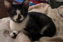 Lost Male Cat last seen Seeser and Marion st, Joliet, IL 60436