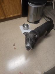 Found/Stray Female Dog last seen Brunswick Place apmts, Whiteville, NC 28472
