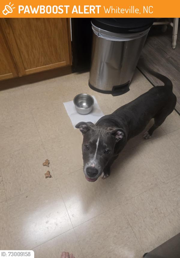 Found/Stray Female Dog last seen Brunswick Place apmts, Whiteville, NC 28472